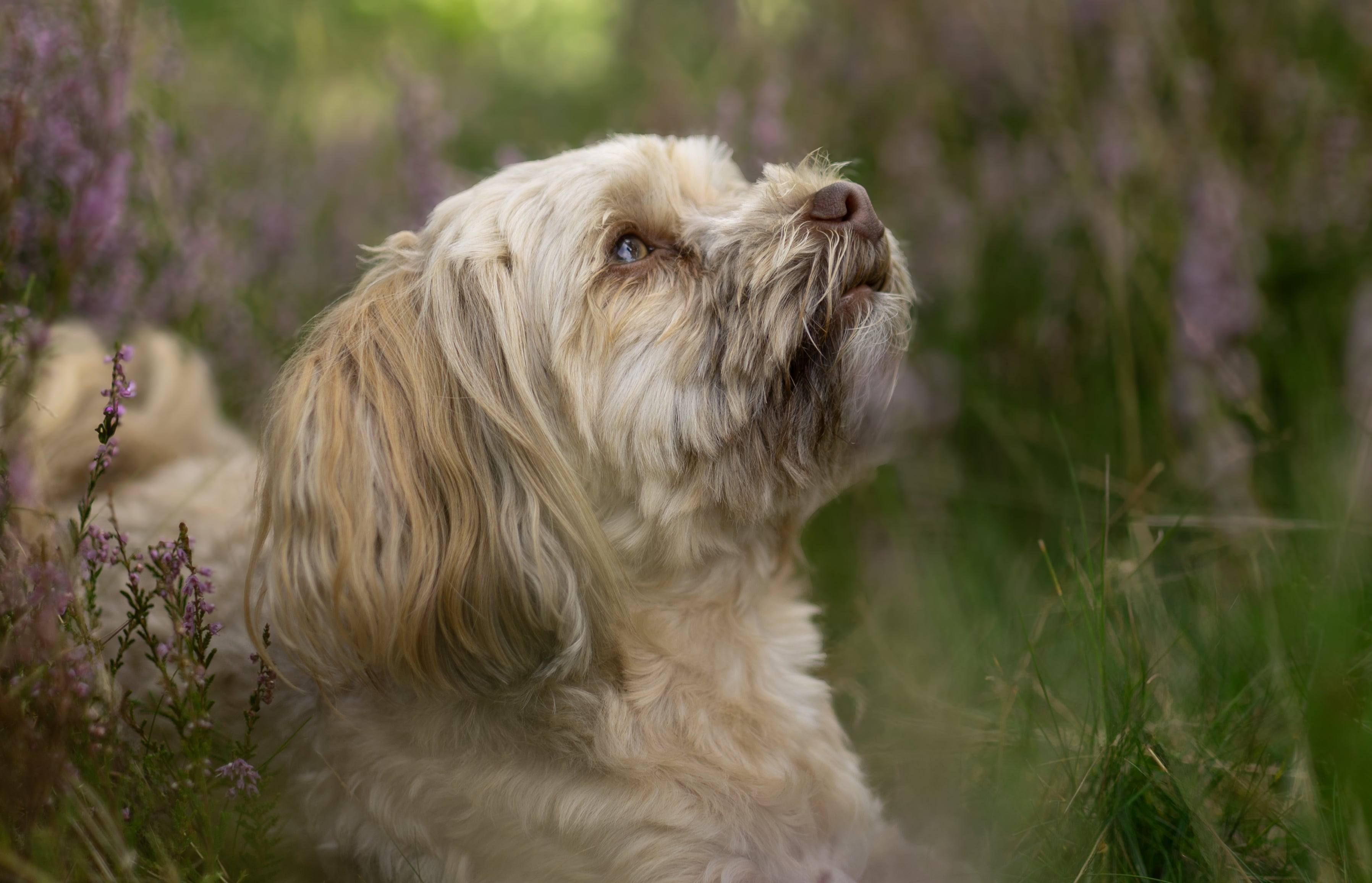 A cute dog