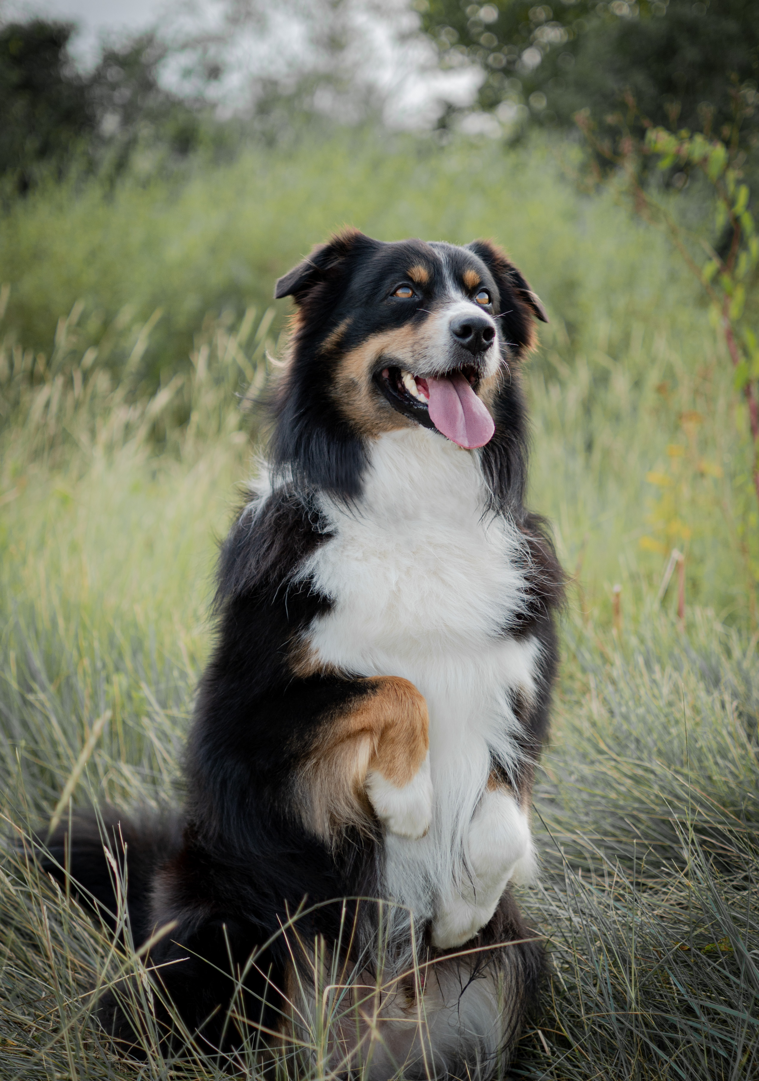 A cute dog