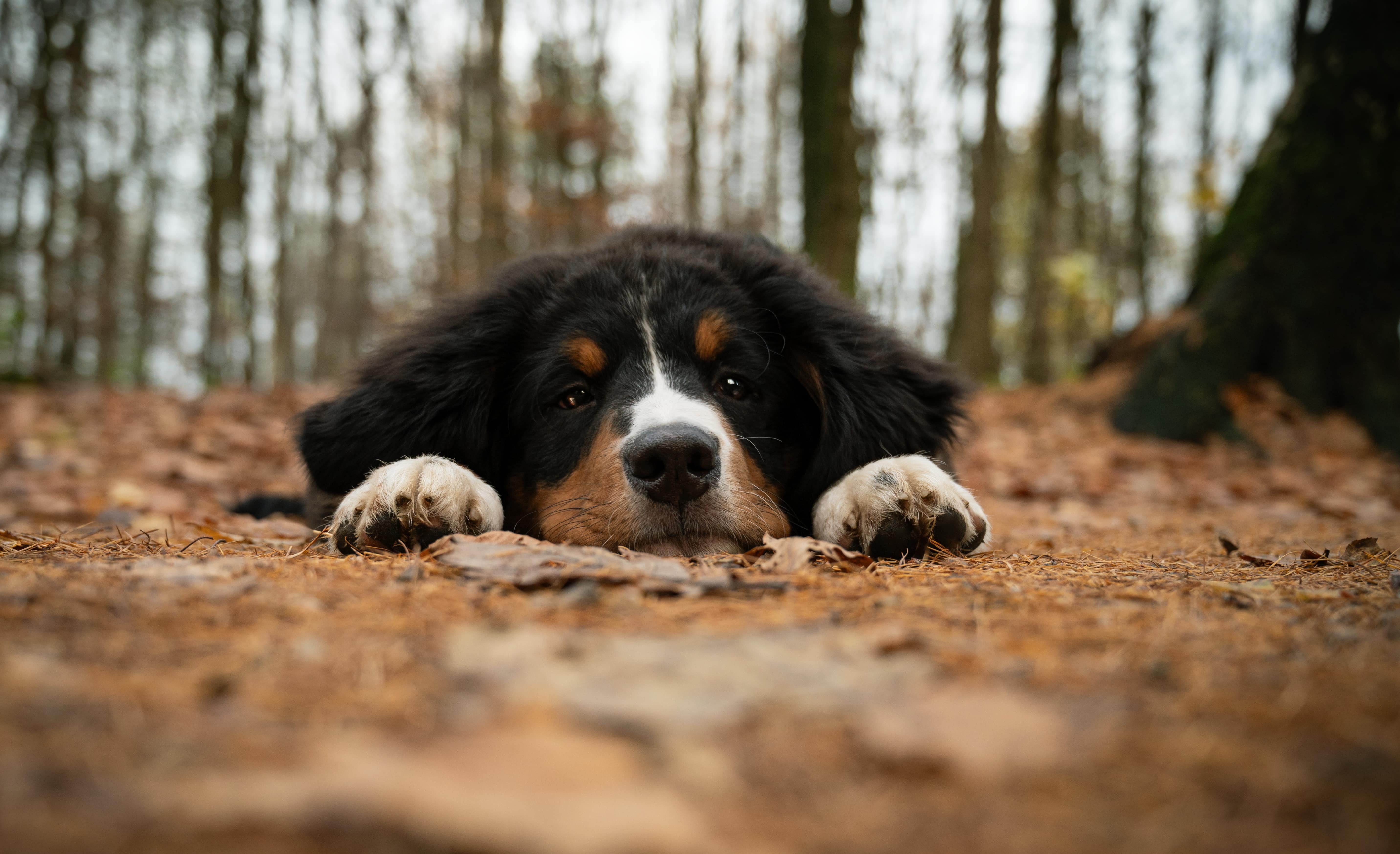 A cute dog