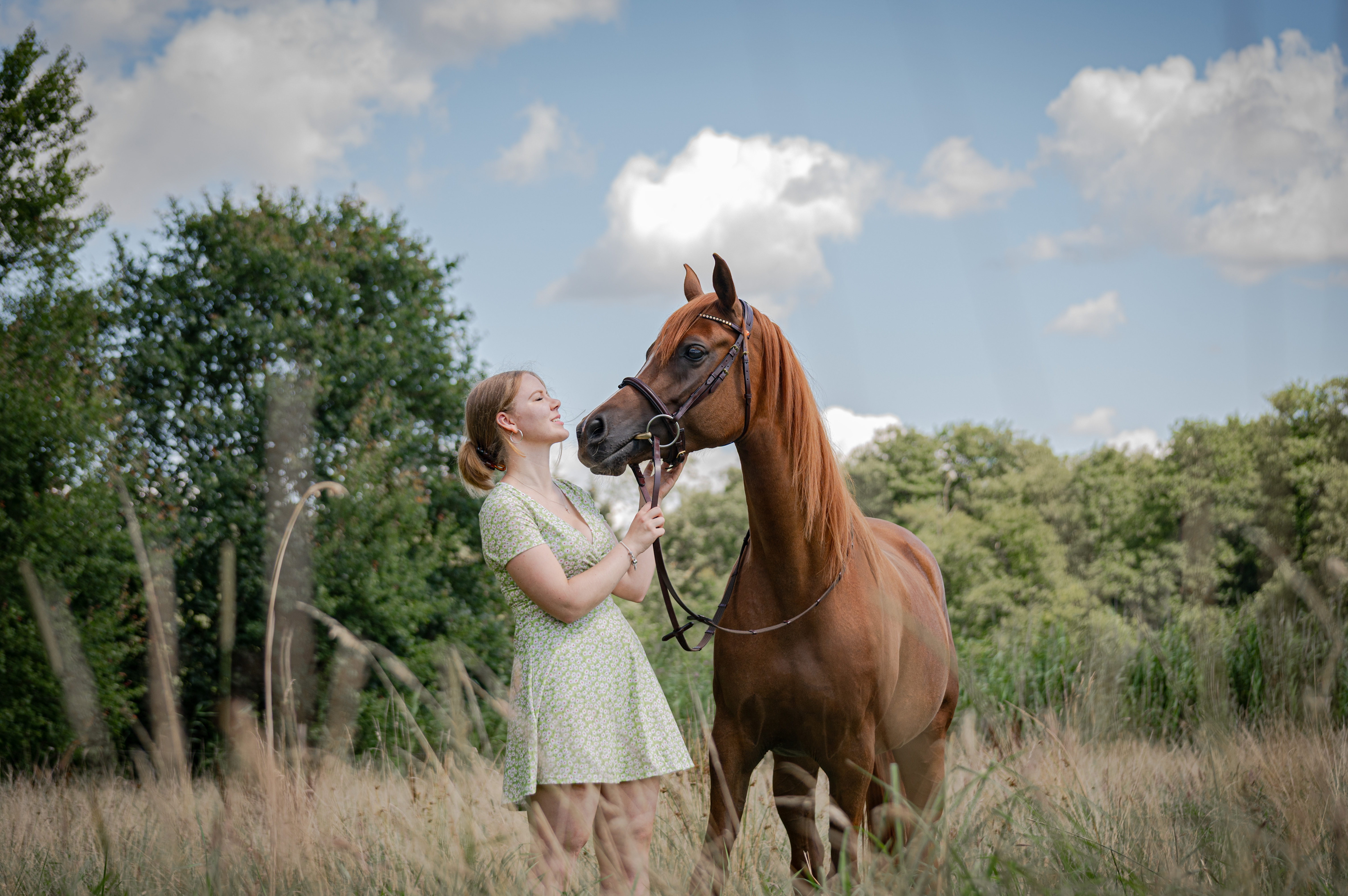 A cute horse
